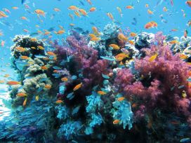 Bildquelle: Korallenriff mit Fischen (Pixabay)